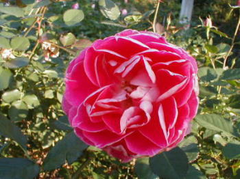 この花の名前は何でしょう?