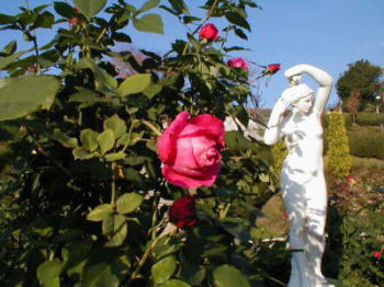 美しいバラの花